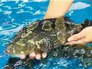 Khánh Hòa: Sản xuất giống nhân tạo cá mú trân châu